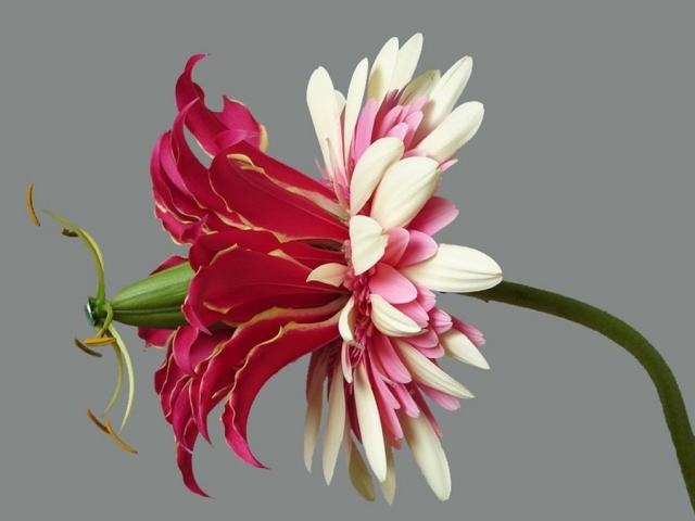 hybridné rastliny vyvinuté kvetinárstvom andreas vergijen hybrid kvetov vyvinutý kvetinárstvom andreas verschijen