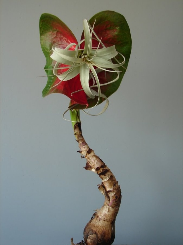 Hybridné rastliny dekoratívny dizajn kvetinárstvo andreas verschijen Hybridné rastliny a kvetinové úpravy navrhujú kvetinárstvo andreas verschijen