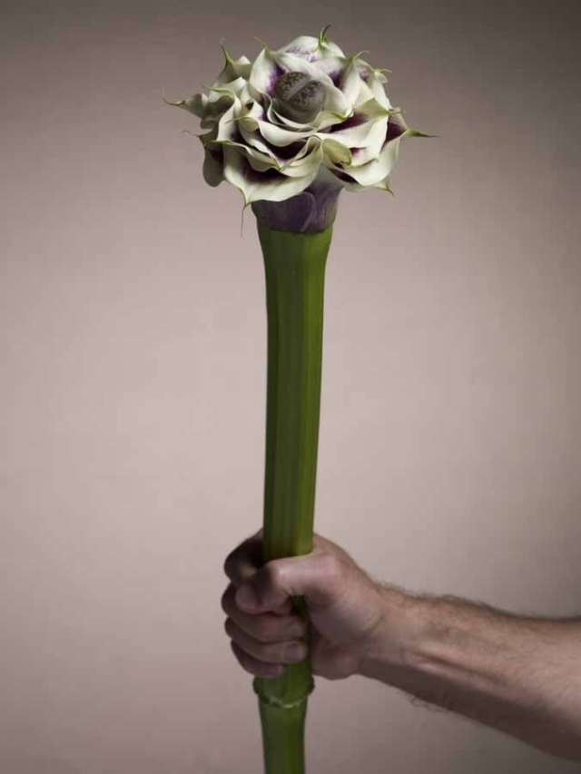 kvety andreas vergijen hybridujú podivné odrody andreas vergijen kvety hybridy zvláštne