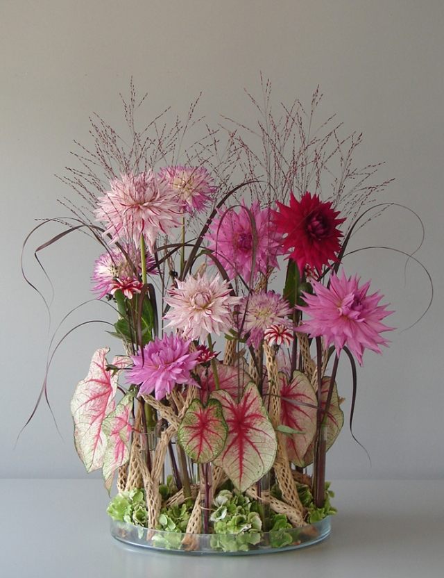 hybridné rastliny andreas verschijen kvetinové úpravy georgíny okrasná tráva Hybridné rastliny pre kvetinové úpravy a okrasnú trávu versus dahlia