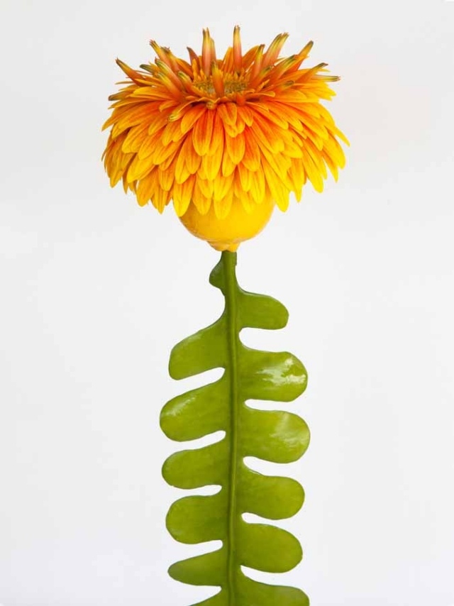 hybridné kvety podivné andreas verschijen kvetinové úpravy hybridné kvety andreas verschijen kvetinové úpravy