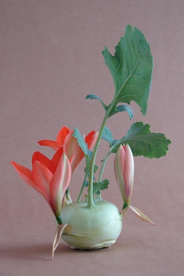 inžinier kvetinárstva hybridov andreas verschijen vyvíja kvetinové úpravy hybridné kvety andreas verschijen kvetinové úpravy