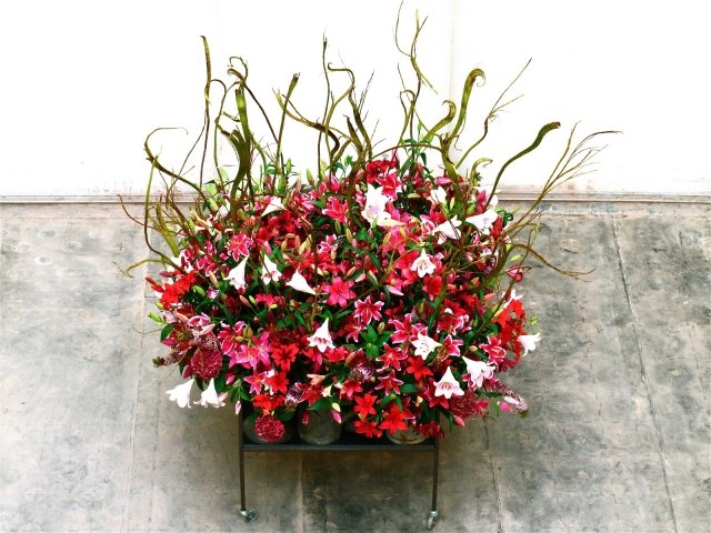 andreas vergijen kvetinár inžinier hybridné kvetinové úpravy andreas vergijen kvetinár inžinier hybridné rastliny pre kvetinové úpravy