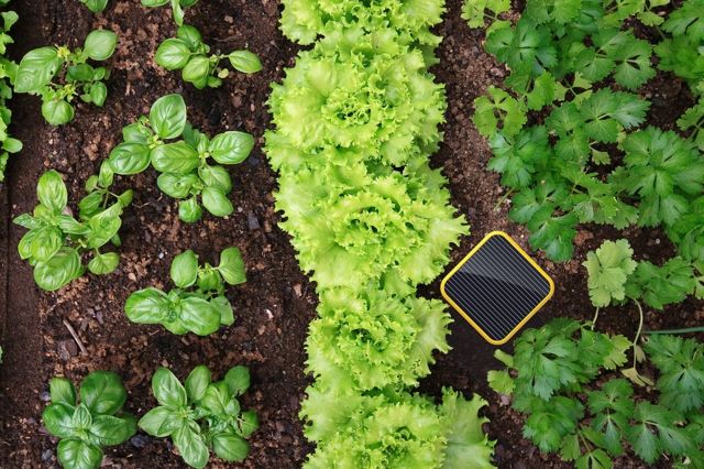 zeleninová záhrada edyn zavlažovanie aplikácia pre smartphone solárna