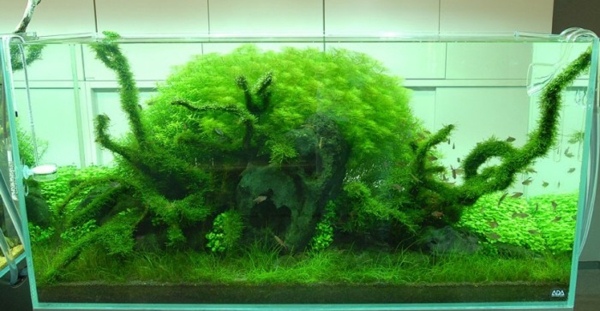 nano akvárium nastaviť nápad Japonsko akvárium zelených vodných rastlín