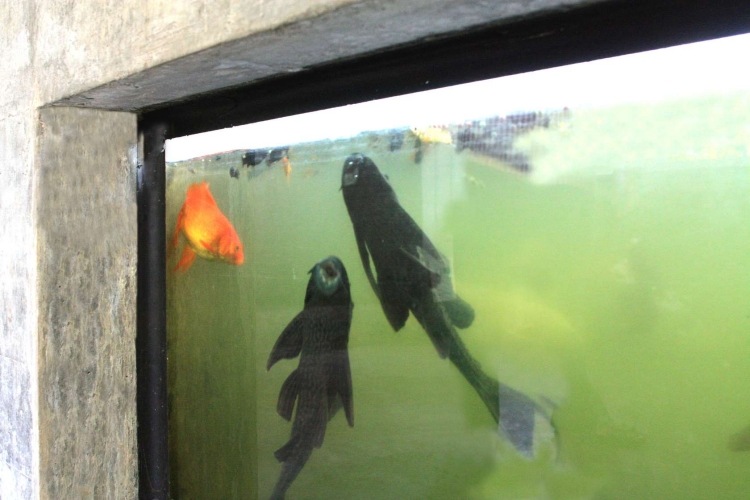 akvarijne-ryby-tropicke-chovne-vodno-betonove-steny-system