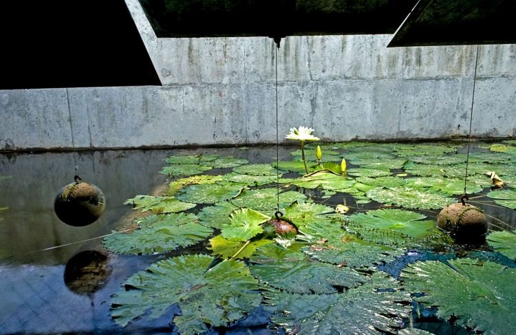 akvarijne-ryby-betonove-domce-vonku-vodne-lilenove-plesy