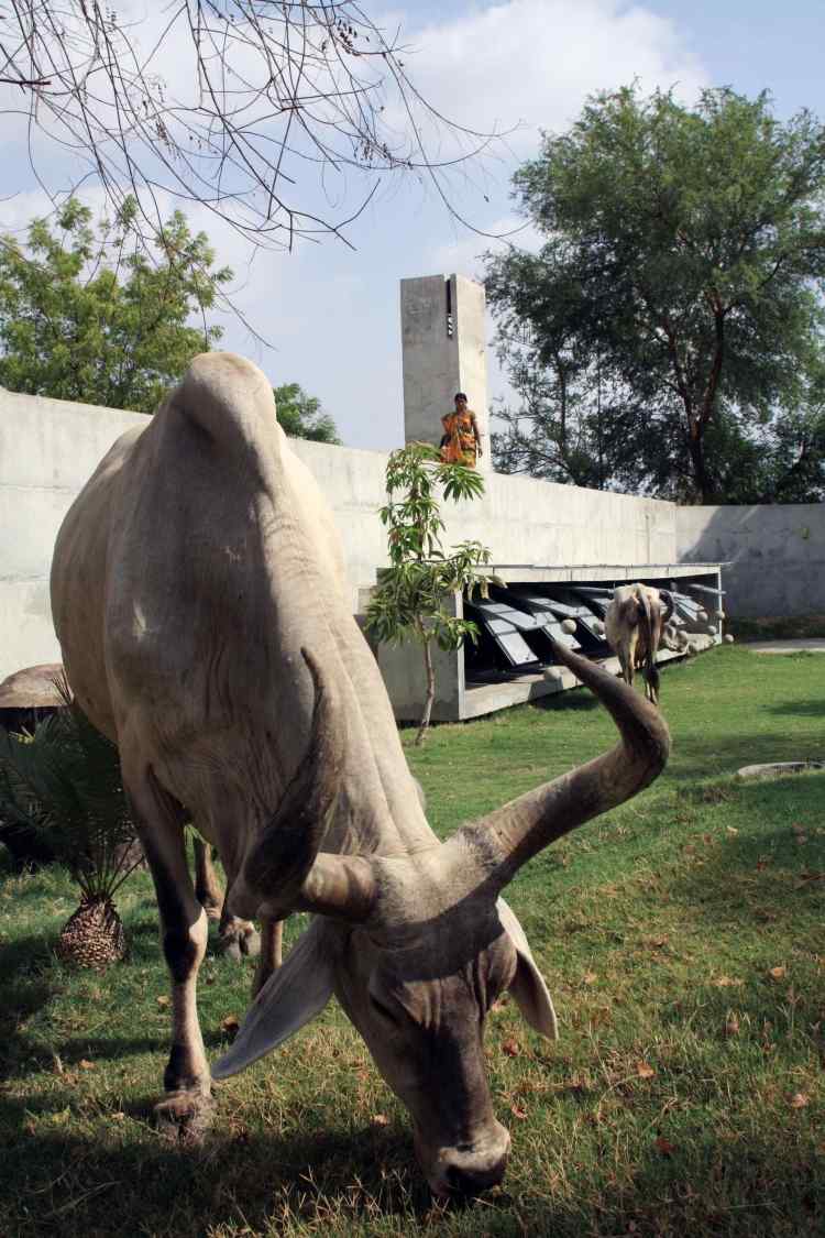 akvarijne-ryby-betonovy-dom-zahrada-priroda-kravske-zvierata-rastliny