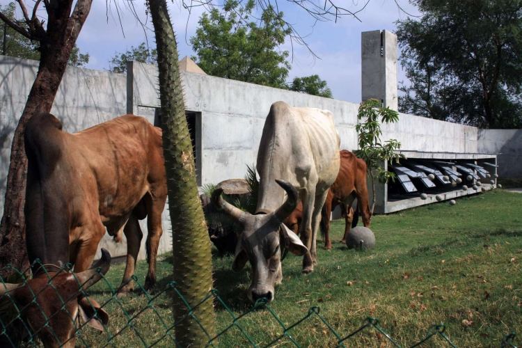 chov akvarijných rýb-vonkajšie-kravy-záhradný-betónový dom