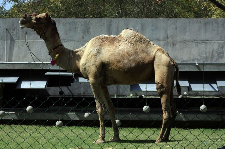 akvarijne-ryby-betonove-domky-svetlo-zahradne-zvierata-ťava-príroda