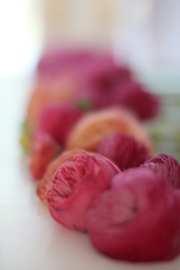 foto-zavrieť-kvet-urob si sám-nápad-urob si sám