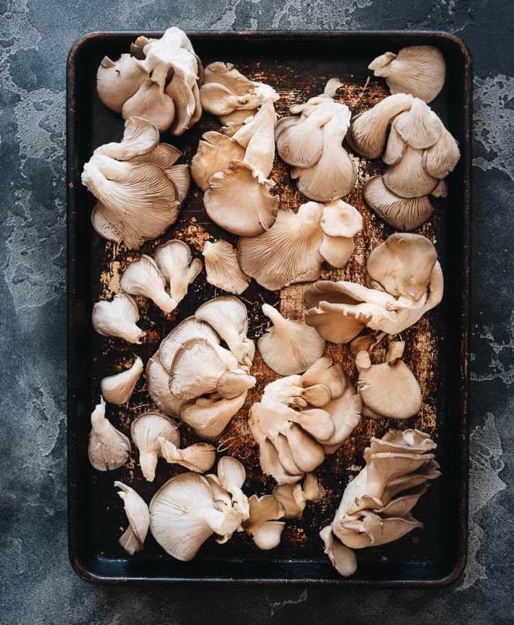 Hliva ustricová prehľad rôznych techník