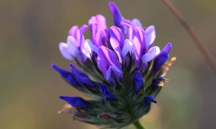 Bakuchiol kúpiť bylinnú kozmetiku starostlivosti o pleť alternatívu retinolu