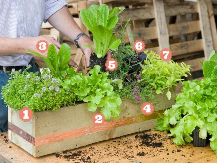 balkónový box zasadil jedlú zeleninu