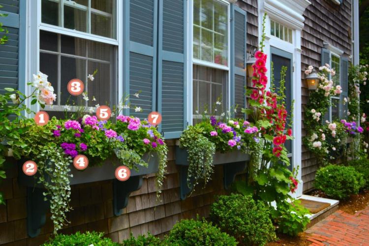 výsadba balkónového boxu muškáty harfa ker petúnie