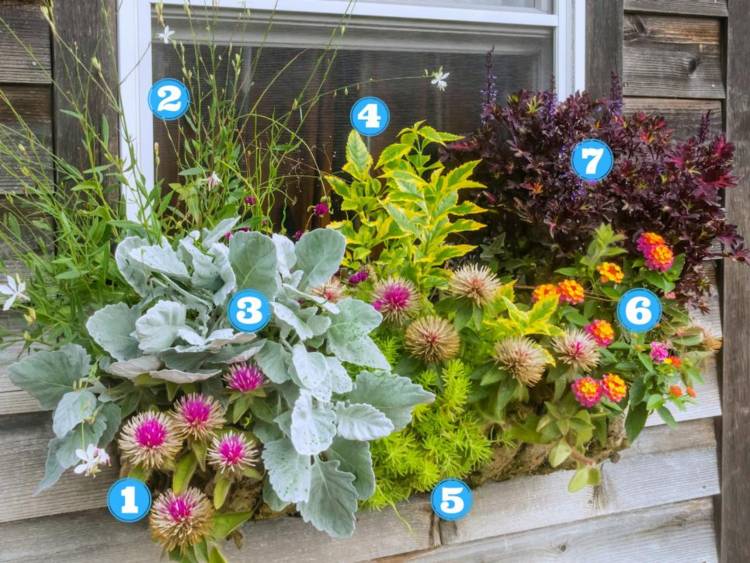 balkónové boxy vysádzajú pôdny kryt a trvalky