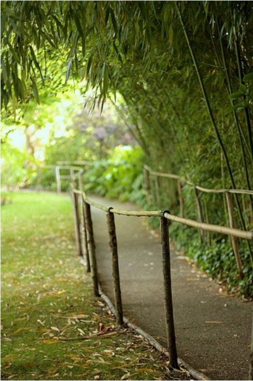 bambusová záhrada rastie v interiéri záhradný plot