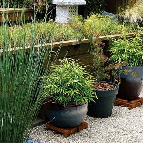 Nechajte bambusovú záhradu rásť u vás doma Vytvorte si malú záhradku