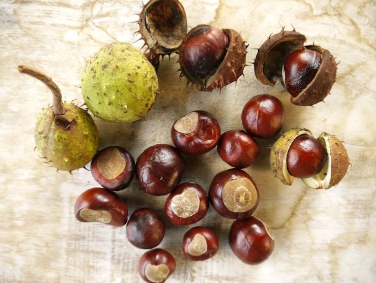 Ručné práce s gaštanmi-jesenná dekorácia-zbierať-misa-drevo-svieže-lesklé