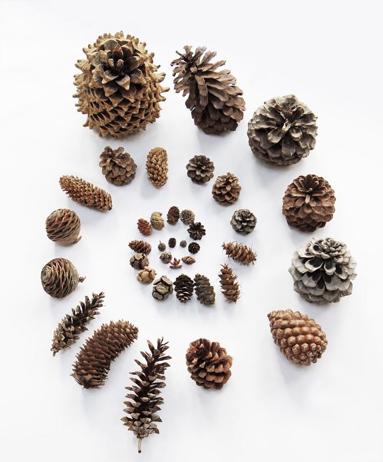 šišky-typy-borovicové šišky-šišky