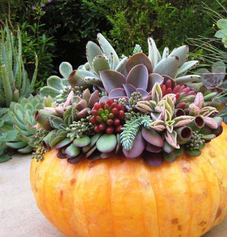 Vydlabaná veľká tekvica ako nádoba na sukulenty Remeslá-s-tekvicovým-kvetináčom-sukulenty