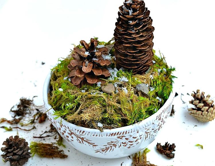 Robte ručné práce s veľkými šiškami sami terárium z borovicových šišiek a machu v šálke čaju