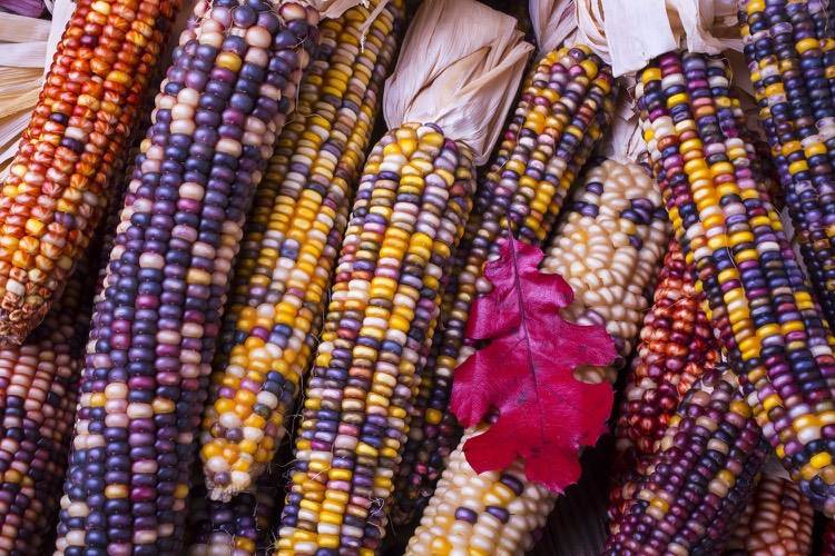 tinker-corn-on-the-cob-colored-corn