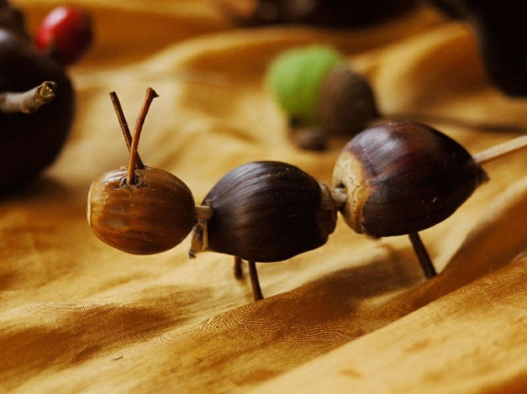 drotár-prírodný-materiál-mravec-konáre-tenko-gaštan-žaluď-tykadlo k zvieratám