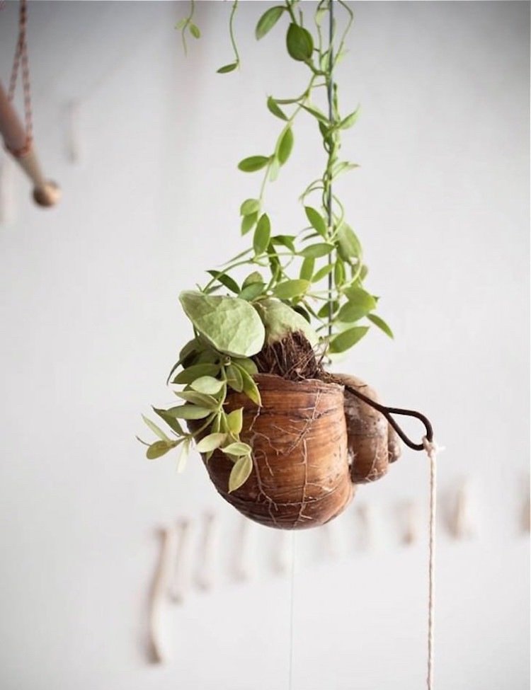 drotár-slimačie ulity-rastliny-zavesiť-ozdobiť-mini