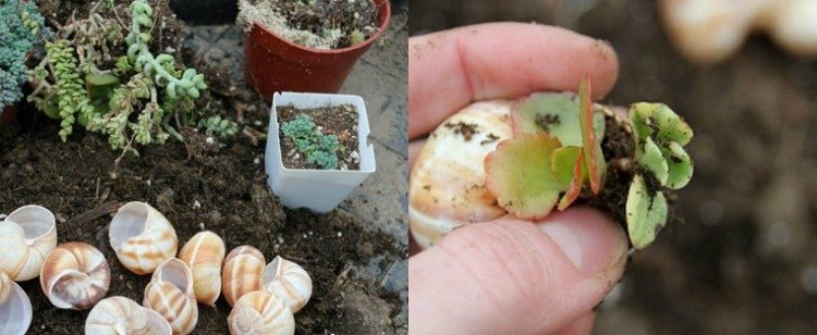 drotárske-slimačie-ulity-mini-záhradné-kontajnery-sukulenty