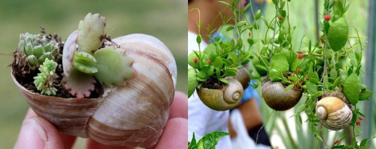 drotárske-slimačie-ulity-mini-záhrada-sukulentné rastliny