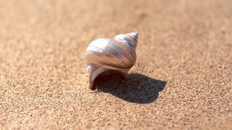 Ručné práce so škrupinami slimákov -piesok-more-mušle-dekorácia