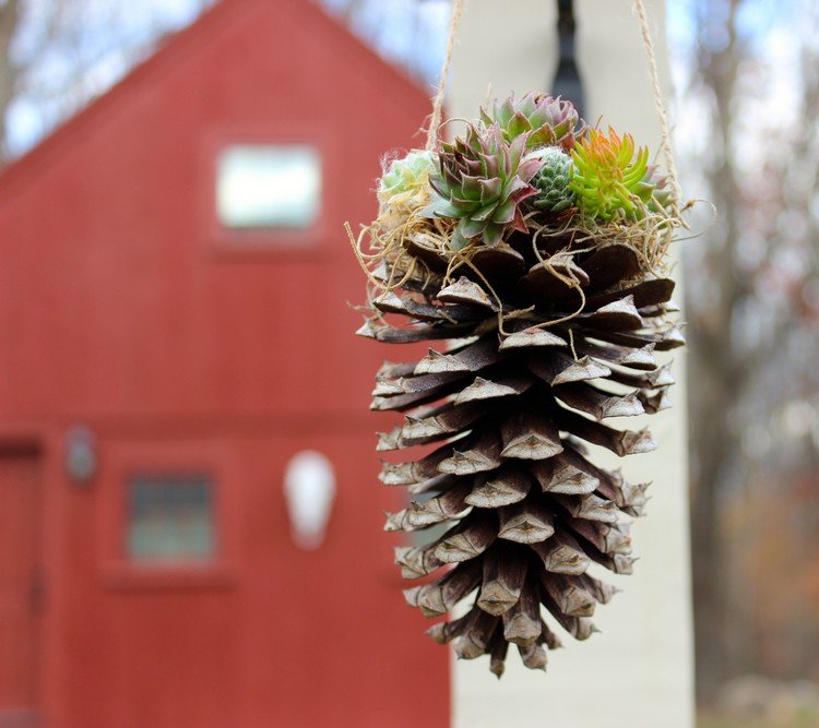 Ručné práce-borovica-sukulentné-výsadba-nápady