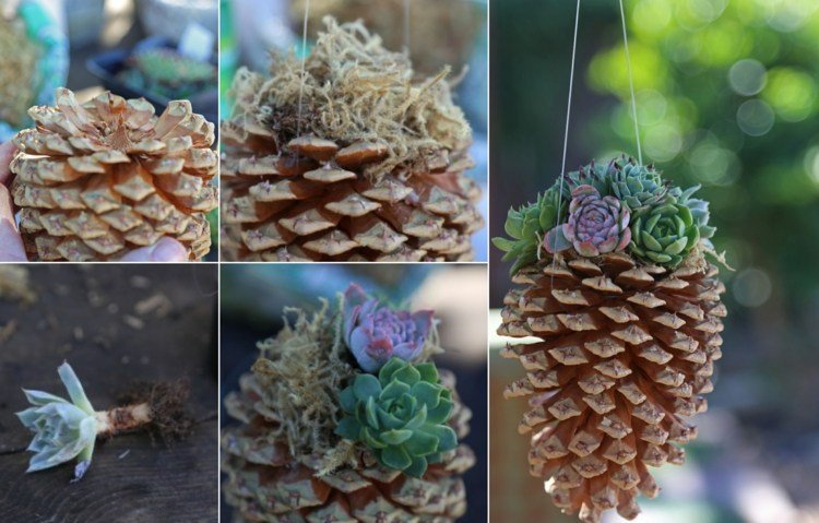 Šišky ako kvetináče - sukulenty na zavesenie