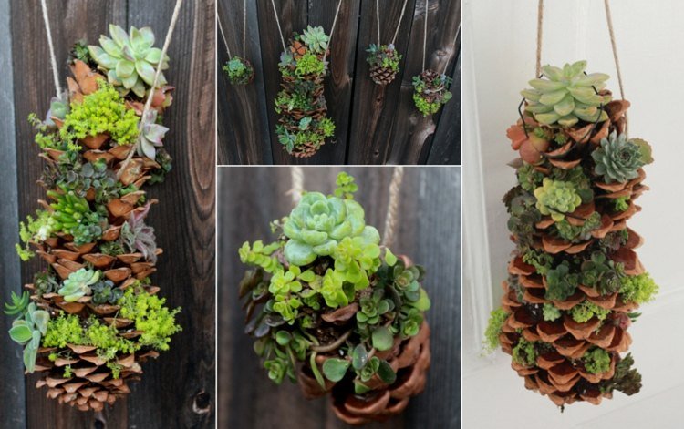 Záhradná inšpirácia - ozdobte steny závesnými sukulentmi v šiškách