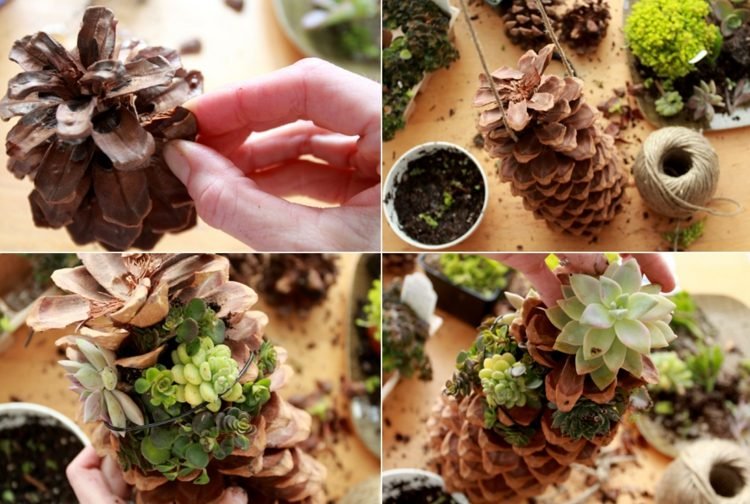 Vytvorte si sukulentnú vežu s veľkým kužeľom sami