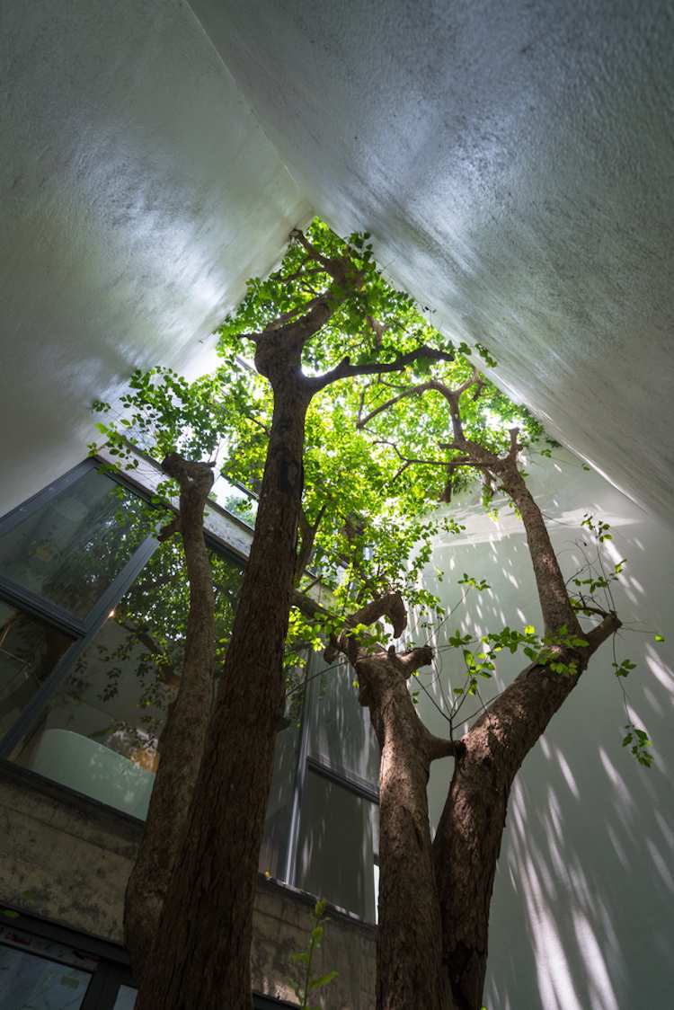 Vnútorná záhrada mestského domu, vysoké stromy, severný feng shui