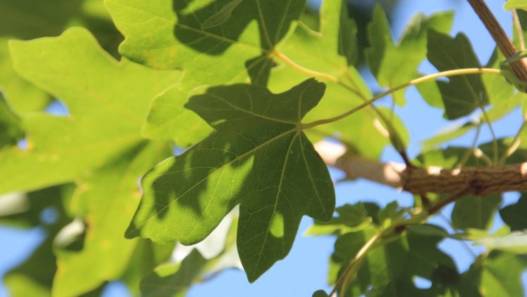 Rýchlo rastúce listnaté stromy na terasu Starostlivosť o javor poľný