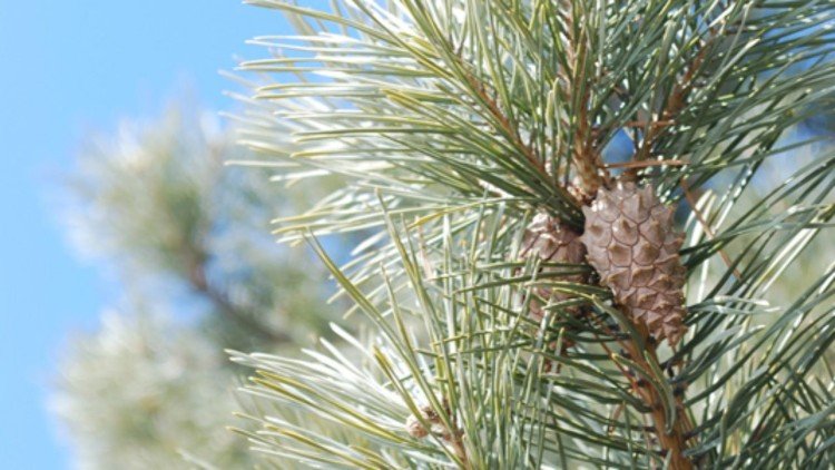 Borovica lesná rýchlorastúce ihličnany na terasy v polotieni
