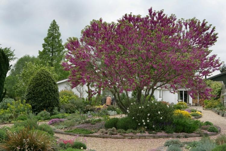 Nápady na záhradný dizajn s Judasovým stromom ako poskytovateľom tieňa