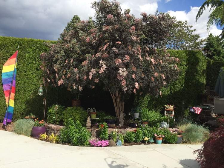 Čierny bezový strom na terasu