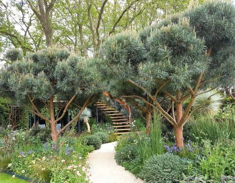 Strieborná borovica okolo stromu záhradnej cesty pre malú záhradu