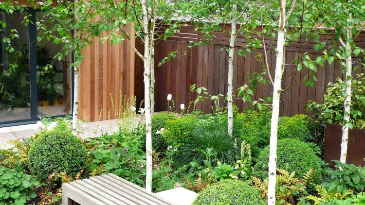 Strom ako obrazovka na ochranu osobných údajov pre malé brezy v záhrade