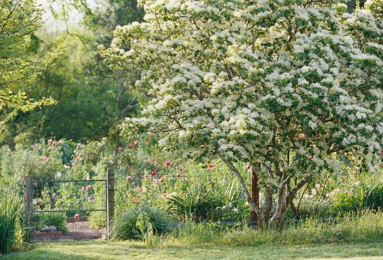 Domové stromy na majetkovej línii vysádzajú kompaktnú odrodu hlohu