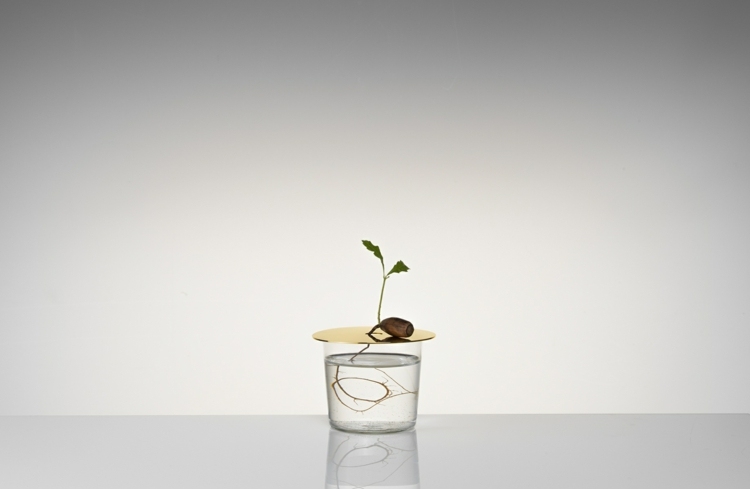 strom v skle idea rastliny záhradník interiér