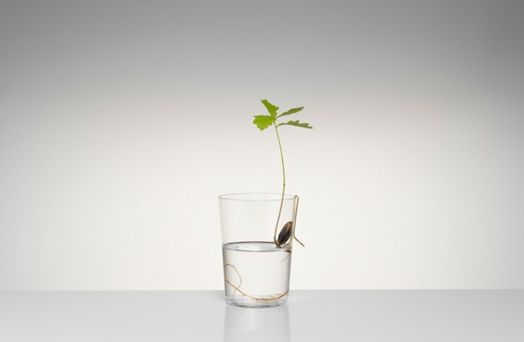 sklenená dekorácia nápad dub michael anastassiades rastliny záhrada