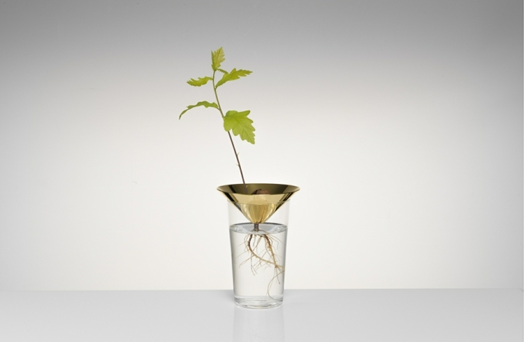 strom dub idea rastliny záhradný interiér sklenené korene vody