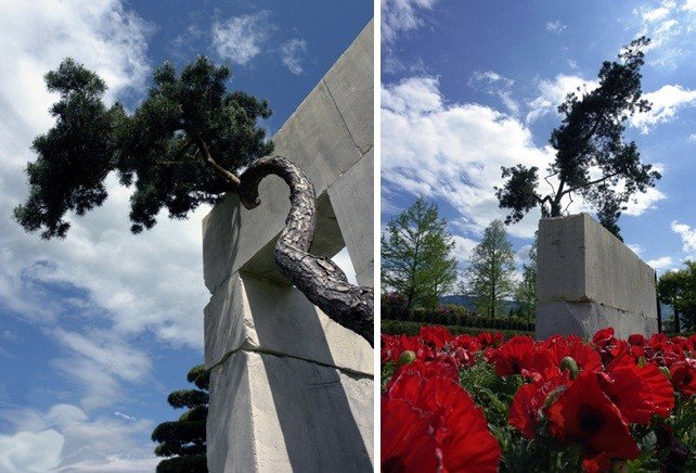 Múzeum stromov Druhy stromov Cypřiš Drevina cyprus vysoká 50 metrov