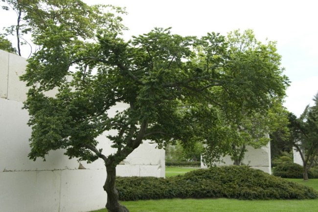 Voľnočasové zamestnanie v parku Pine Tree Park Voľný čas Zamestnanie cieľ cesty Zürich