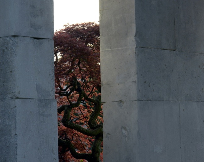 výstavná zbierka exotických drevín Výstava Zbierka stromov v prírodnom parku Švajčiarsko